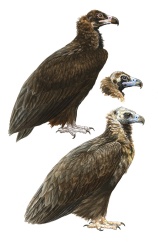 The Cinereous Vulture (Aegypius monachus) depicted in juvenile plumage (top) and two adult variants.
