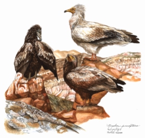 The lower half of the Egyptian Vulture (Neophron percnopterus) plate in the "Raptors and Owls" guide. It was executed almost entirely from the Davit Garegi Monastery, near the border between Georgia and Azerbaijan.