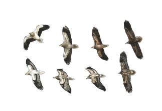 Images included in the upper portion of the Egyptian Vulture plate, depicting four ages/plumages of the species.