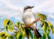 A Gray Kingbird perched on the Red Mangrove through which a Great White Heron forages.