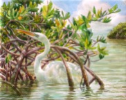 A Great White Heron foraging through Red Mangrove roots along the shallows of Little Torch Key, Florida.