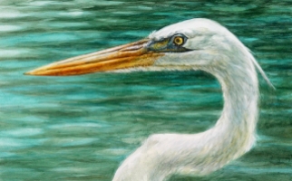 Portrait of a Great White Heron.