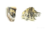 Thumbnails included in a behavior/habitat spread in "Raptors and Owls of Georgia." A colony of Griffons nesting in semi-desert mountain caves. The nest is often no more than twigs and branches lining a ledge.