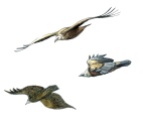 Graphite and watercolor thumbnails included in the upper portion of the species' plate, depicting some of the flight attitudes of this large vulture.