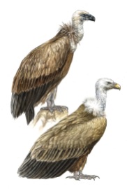 The Eurasian Griffon Vulture (Gyps fulvus) depicted in juvenile and adult plumages.