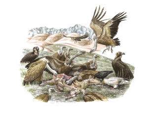 Ravens are among the first attracted to carrion, followed closely by Egyptian Vultures. Unable to tear the skin with ease, they eat out the eyes and soft parts. Soon, Griffons arrive attracted by encircling birds. Cinereous Vultures arrive last in smaller numbers, waiting at the periphery for a chance to feed.