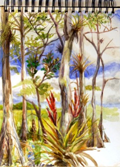 This sketch was done in Big Cypress National Preserve, about 3 miles north of Oasis, from within a cypress dome on February 2, 2007.
