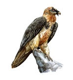 An adult Lammergeier (Gypaetus barbatus). This "bearded vulture" acquires its orange coloration by wallowing in iron-rich springs and mud.