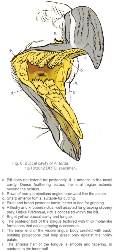 Razorbill buccal cavity schematic w lit