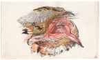 Study of the open mouth of a Red-necked Nightjar, done with watercolor, ink pens and color pencil. While the bills of nightjars are relatively small, their open mouths are very large. Note the stiff bristle feathers lining the mouth, which act as nets to help bring insect prey into the buccal cavity.