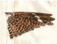 Watercolor and ink pen study of the upper side of the open wing of a Red-necked Nightjar. Sketched in Tarifa, Spain soon after the bird was found dead.