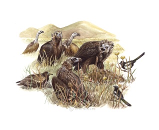 A feeding scene included in a behavior/habitat spread in "Raptors and Owls of Georgia." Magpies and a young Egyptian Vulture discover the carrion. When Griffons congregate in low numbers, Cinereous Vultures dominate the feeding, and the hungrier birds aggressively defend the carcass while all others wait.