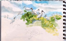 Infamous for being the site of one of the most brutal bird massacres during the plume hunting era, Cuthbert Lake still holds a Wood Stork colony. I did this sketch from a skiff while surveying the area with Audubon colleagues.