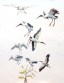 Quick thumbnail sketches of Wood Storks taking off and returning to their rookeries, done at Paurotis Pond.