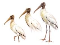 Wood Storks reach maturity after their third year, by which point they lose all the feathers on their heads and necks, which become bare, covered with scales. The bills and heads of adults are dark (right). Subadult birds show dark heads with irregular feathering and bare areas (center). First-year birds have feathered heads stained brown and yellowish bills (left).