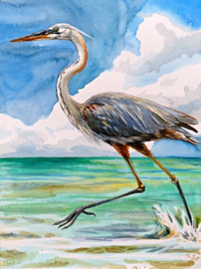 A "Wurdemann's" Heron running along the shallows of Snake Bight, Florida Bay.
